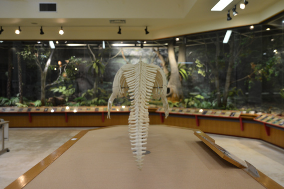 ジュゴン骨格標本