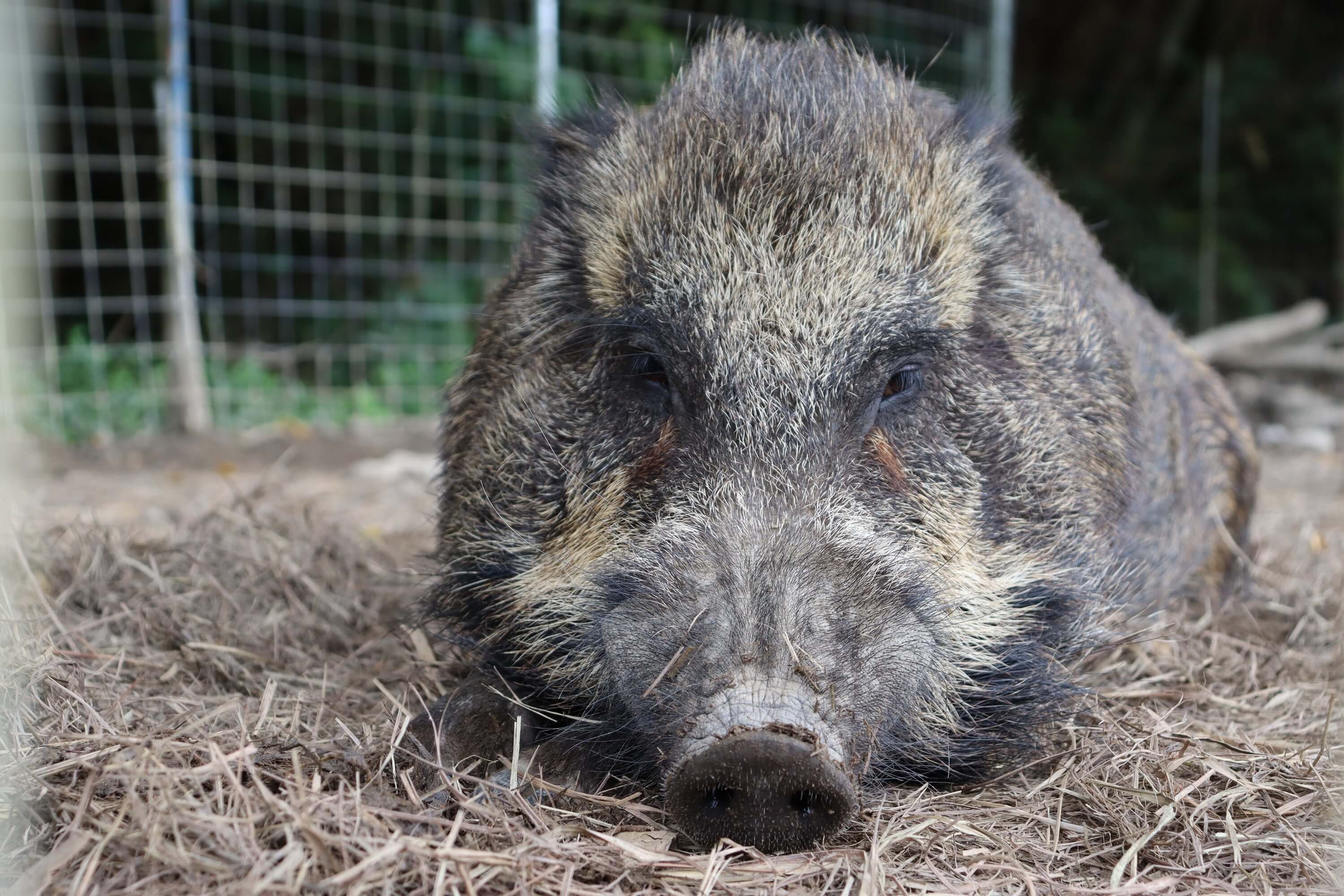 リュウキュウイノシシ